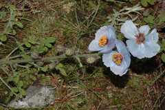 Meconopsis aculeata